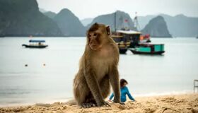 Capture the playful beauty of Vietnam’s monkey islands
